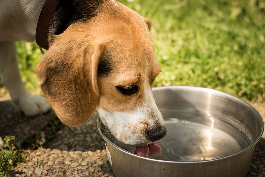 Jak se projevuje dehydratace u psa?