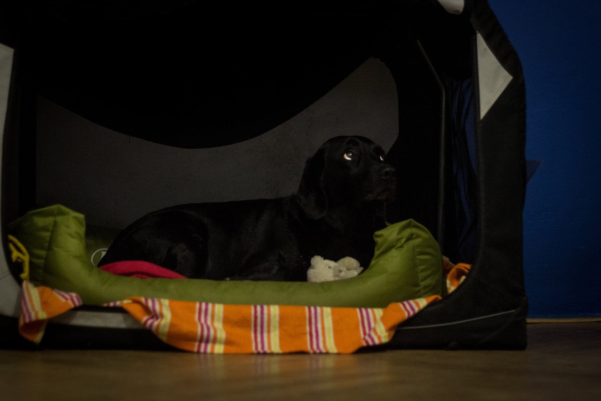 Viva pizpsoben potebm bez feny me mt vznamn dopad na zdrav a kondici tat. Napklad z jedn studie o bezch bostonskch terirech m a jak krmit bez fenu ROYAL CANIN - Royal Canin