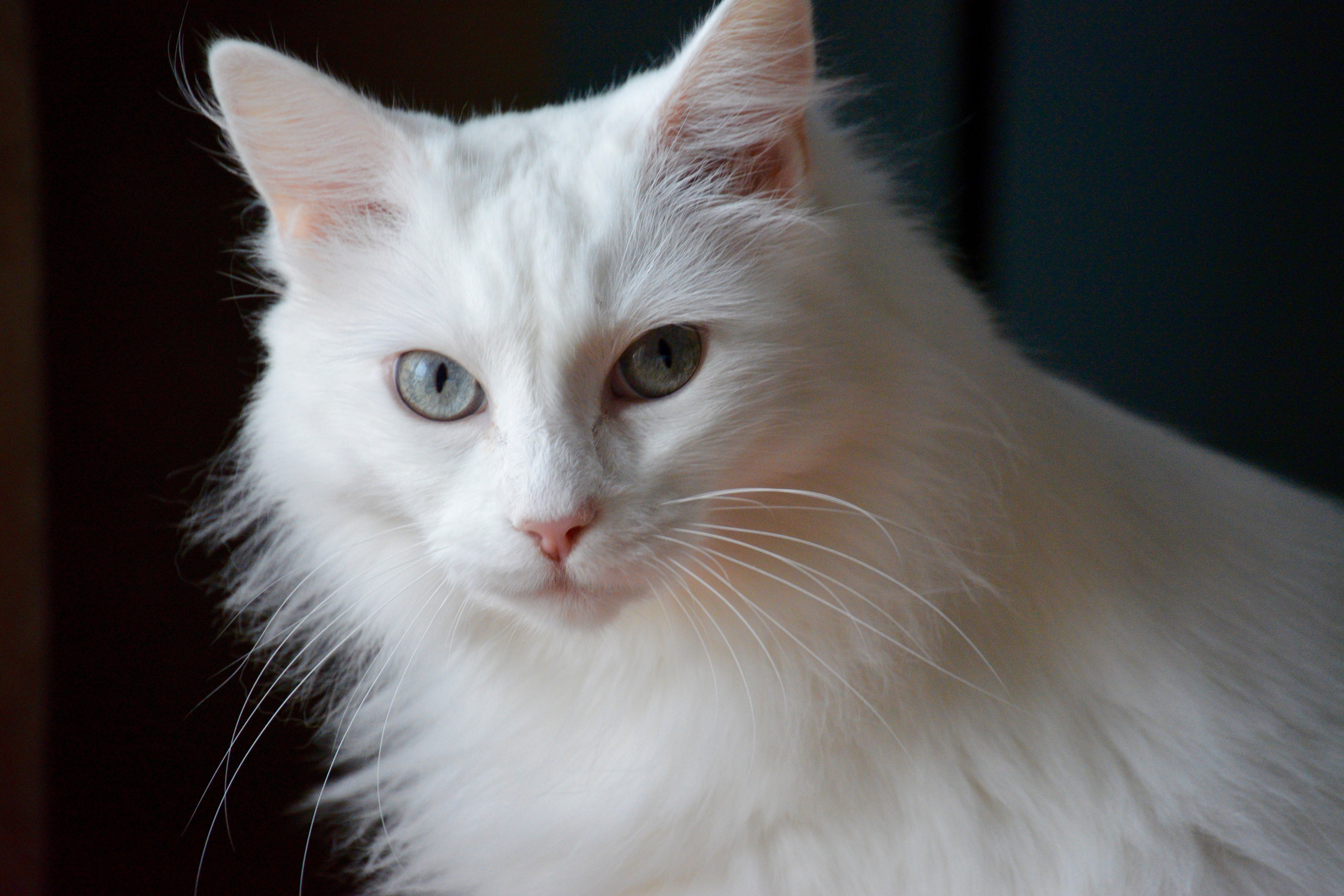 Как называется белая порода кошек. Ангорская кошка. Турецкая ангора кошка. Турецкая ангора кошка гладкошерстная. Турецкая ангора Ван.