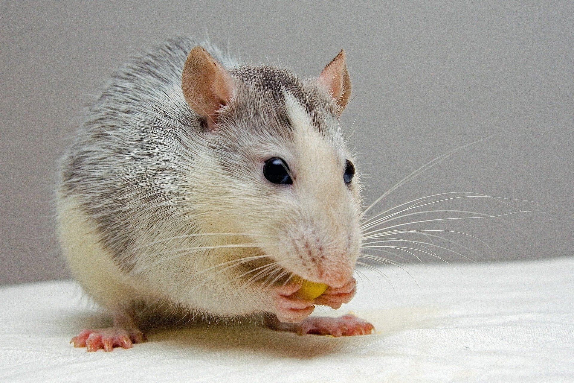 Čím krmit malé potkany?